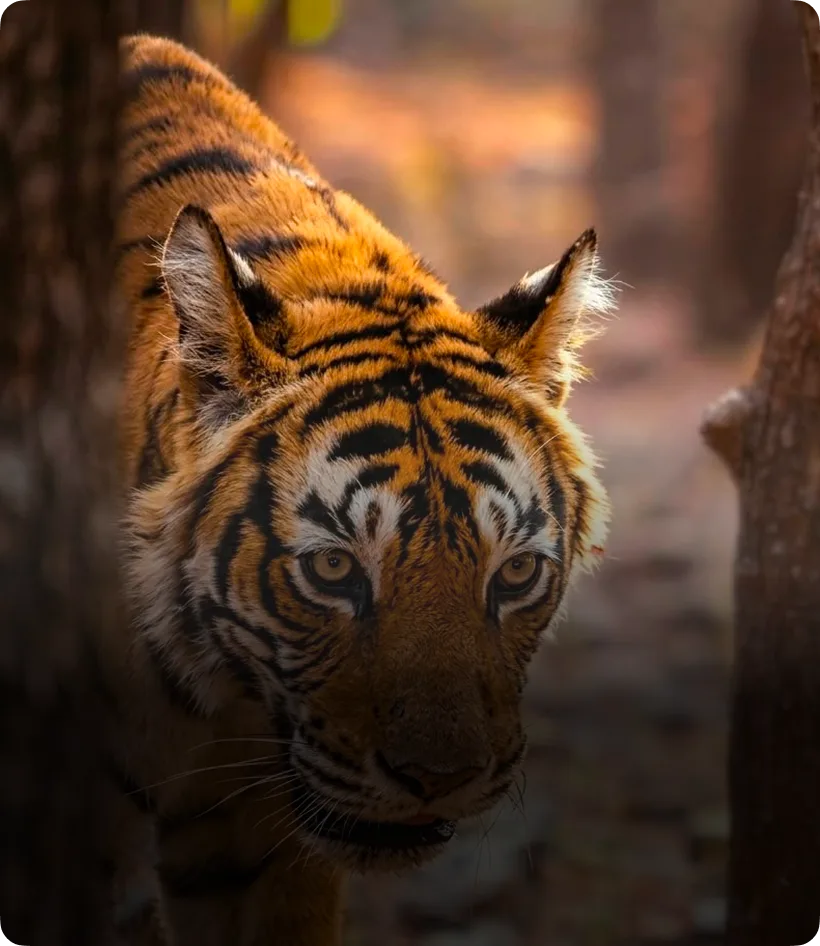 Wildlife safari extension in Rajasthan such as Ranthambore or Jawai